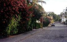 bougainvillea flowers on walls